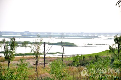 首发:大沽河入海口变景区 湿地风光旖旎(组图)