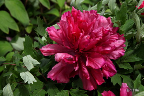 老冯拍楼:菏泽牡丹园采风