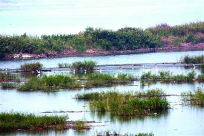 环胶州湾将建5大湿地公园 引来百鸟栖息(图)