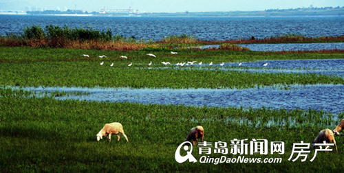 红岛,黄岛,板块pk,投资