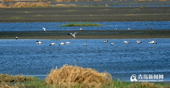 青岛,河流,李村河,海泊河,北界河,墨水河