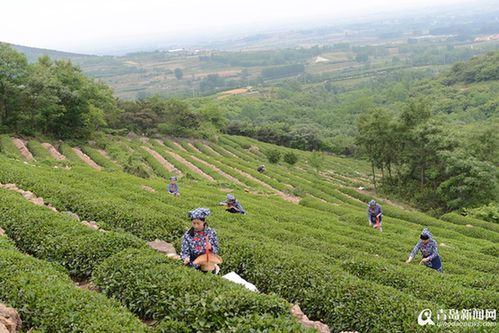 特色小镇,青岛,西海岸,胶州,李哥庄,海青镇,